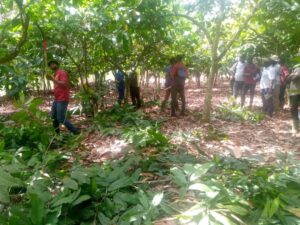 Social Cocoa Farmers