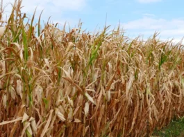 A cornfield dries out. Under the World Bank Group Food Systems 2030 program, we are supporting countries to transform their food systems with the goal to achieve zero hunger by 2030.