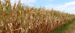 A cornfield dries out. Under the World Bank Group Food Systems 2030 program, we are supporting countries to transform their food systems with the goal to achieve zero hunger by 2030.