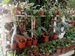 Horticulture