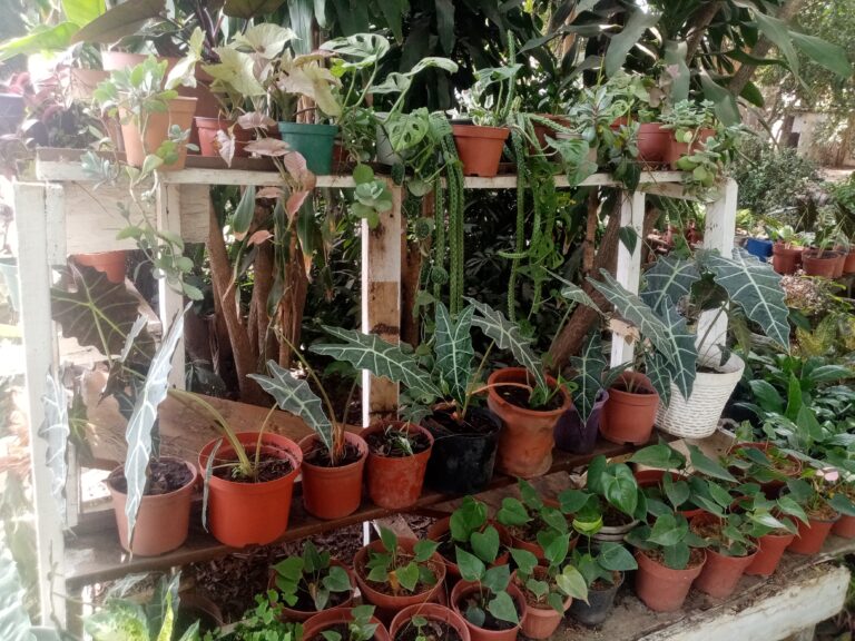 Horticulture