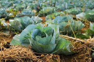 Unlocking climate-smart Agriculture