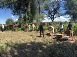 The Kalahari Honey enterprise in Botswana trains and supplies farmers with beehives that act as ‘active’ fences to prevent elephants from destroying their farms. ©Kalahari Honey