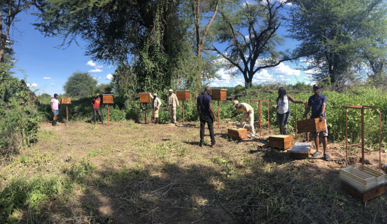 The Kalahari Honey enterprise in Botswana trains and supplies farmers with beehives that act as ‘active’ fences to prevent elephants from destroying their farms. ©Kalahari Honey
