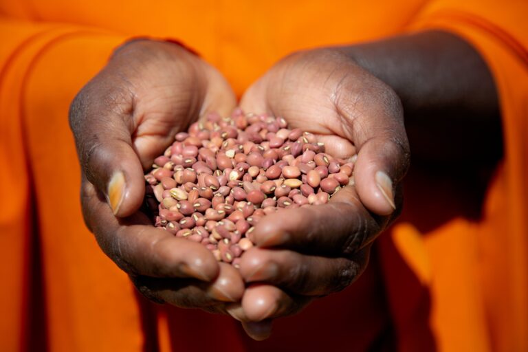 Pulses can also help mitigate climate change by increasing the soil’s ability to store carbon. ©© FAO/Isak Amin
