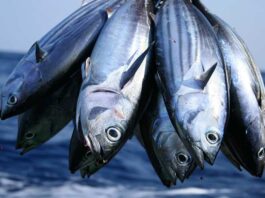 Ghana Tuna Association