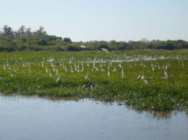 Wetlands