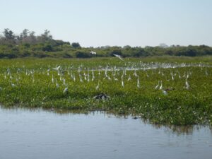 Wetlands