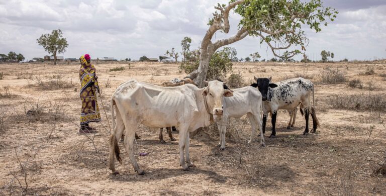 Globally, poverty and food insecurity are both on the rise after decades of development gains. ©FAO/Patrick Meinhardt