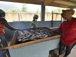Much of FISH4ACP’s work addresses the needs of artisanal fishers, fish farmers and fish workers. ©FAO/Sia Kambou