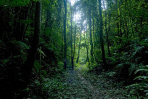 A primeval forest in the Democratic Republic of the Congo that is home to many kinds of animal and plant species©FAO/Giulio Napolitano