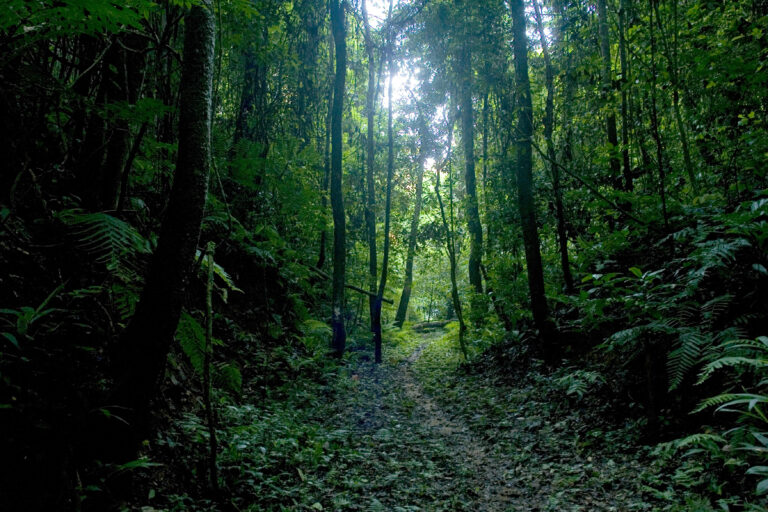 A primeval forest in the Democratic Republic of the Congo that is home to many kinds of animal and plant species ©FAO/Giulio Napolitano