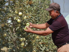 The report underlines that food and agriculture policies need to be repurposed to make them better suited to addressing the “triple challenge” of current agrifood systems – increasing the affordability of healthy diets, ensuring better livelihoods for farmers, and improving environmental sustainability. ©FAO/Lazizkhon Tashbekov