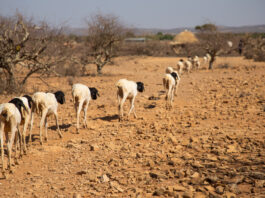 Livestock in drought-struck Ethiopia. ©FAO/Michael Tewelde