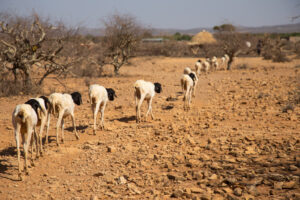 Livestock in drought-struck Ethiopia.©FAO/Michael Tewelde