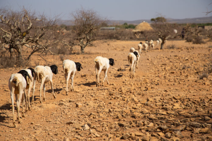 Livestock in drought-struck Ethiopia. ©FAO/Michael Tewelde