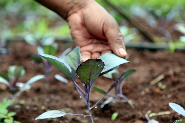 Climate-smart agriculture is an approach that helps guide actions to transform agrifood systems towards green and climate resilient practices. ©FAO/Believe Nyakudjara
