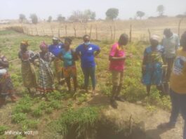Social Market Sorghum