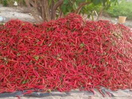 pepper