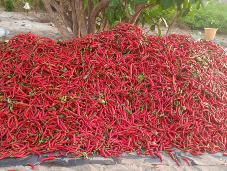 pepper