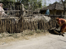 A villager making biofuel from cow manure which dries in the sun in Prosadapur Village in the Gomostapur District, Bangladesh. ©FAO/Giulio Napolitano