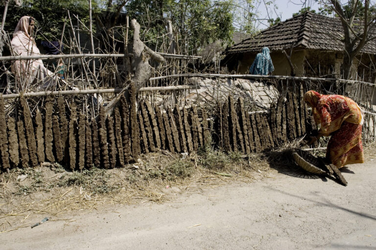 A villager making biofuel from cow manure which dries in the sun in Prosadapur Village in the Gomostapur District, Bangladesh. ©FAO/Giulio Napolitano