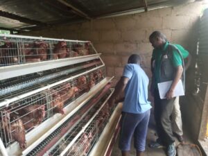 Birds being distributed 