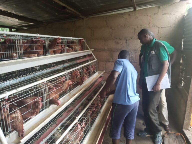 Birds being distributed