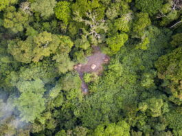 World leaders have committed to working collectively to halt and reverse forest loss and land degradation by 2030. ©FAO