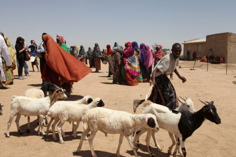 FAO is helping pastoralists affected by the drought in Ethiopia to safeguard livelihoods and enhance their food security conditions. ©FAO/Tamiru Legesse