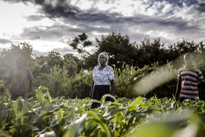 Women engaged in wage employment in agriculture earn 82 cents for every dollar that men earn. ©FAO/Jafaar Al Merei