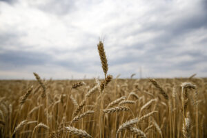 Wheat grows in the Russian Federation.©FAO/Maxim Zmeyev