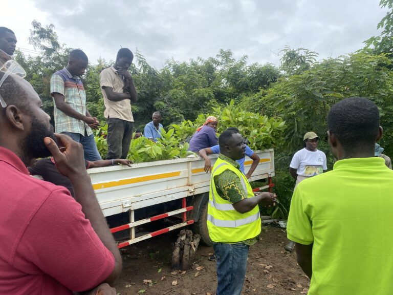 Cocoa farmers urged to regularly weed farms