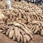 yam
