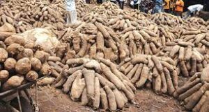 yam