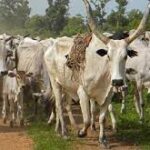 animals . cattle