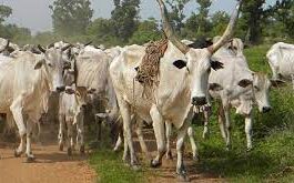 animals . cattle