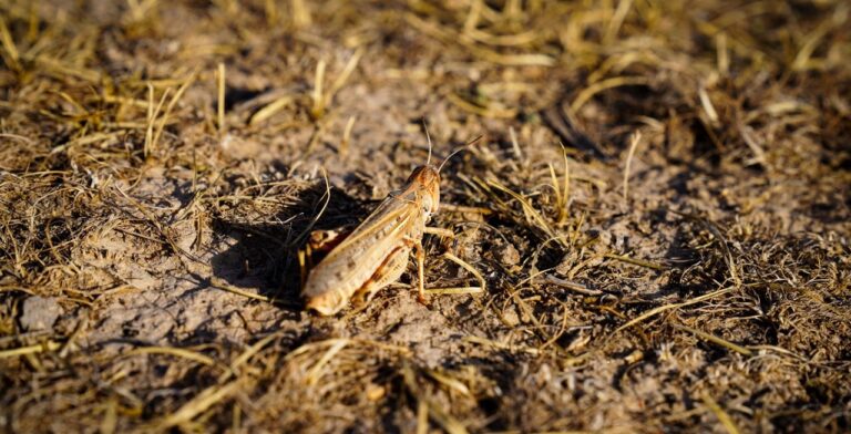 A Moroccan Locust outbreak this year could result in crop losses ranging from 700 000 to 1.2 million metric tonnes of wheat - up to a quarter of the total annual harvest. ©FAO/Hashim Azizi