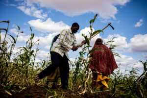 Urgent humanitarian action is needed to save lives and livelihoods and prevent starvation and death in hotspots where acute hunger is at a high risk of worsening from June to November 2023.©FAO/Arete/Ismail Taxta
