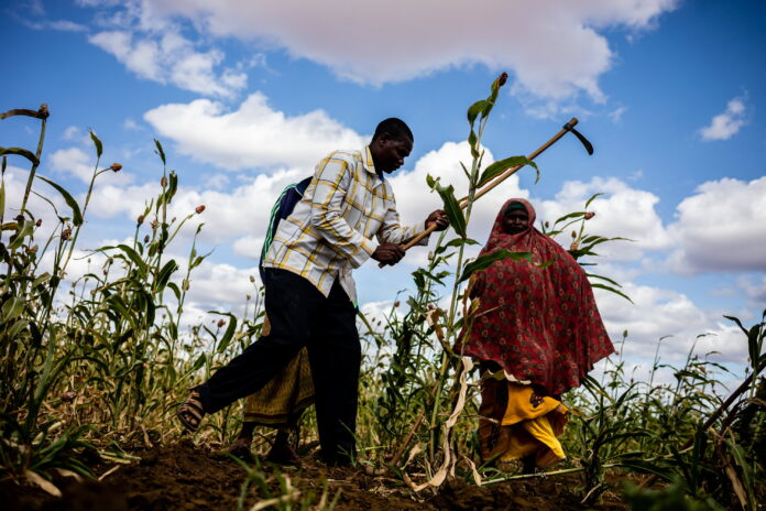 Urgent humanitarian action is needed to save lives and livelihoods and prevent starvation and death in hotspots where acute hunger is at a high risk of worsening from June to November 2023. ©FAO/Arete/Ismail Taxta
