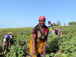 Internally displaced women during the harvest in Bunia, province of Ituri, the Democratic Republic of Congo. ©FAO/Hyacine Kacou-Amondji