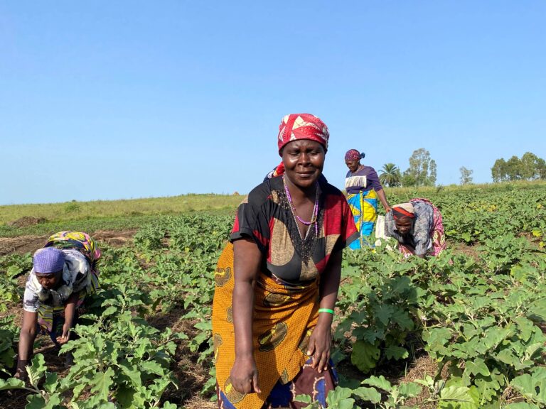 Internally displaced women during the harvest in Bunia, province of Ituri, the Democratic Republic of Congo. ©FAO/Hyacine Kacou-Amondji