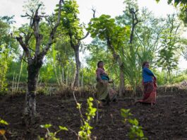Several projects focus on returning degraded landscapes to functioning ecosystems ©FAO