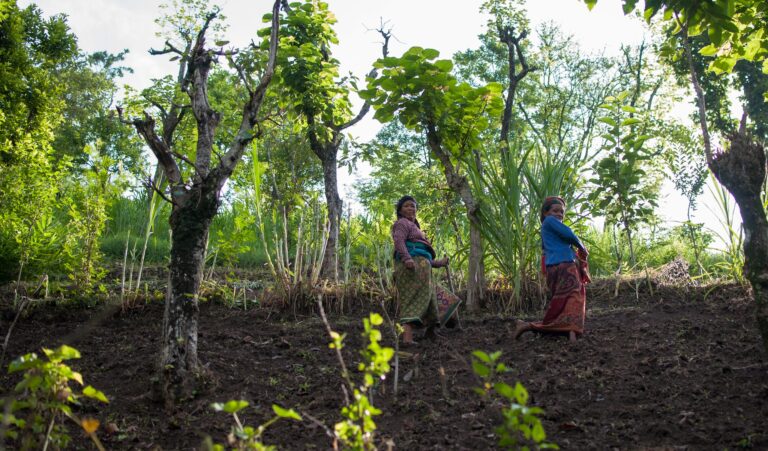 Several projects focus on returning degraded landscapes to functioning ecosystems ©FAO