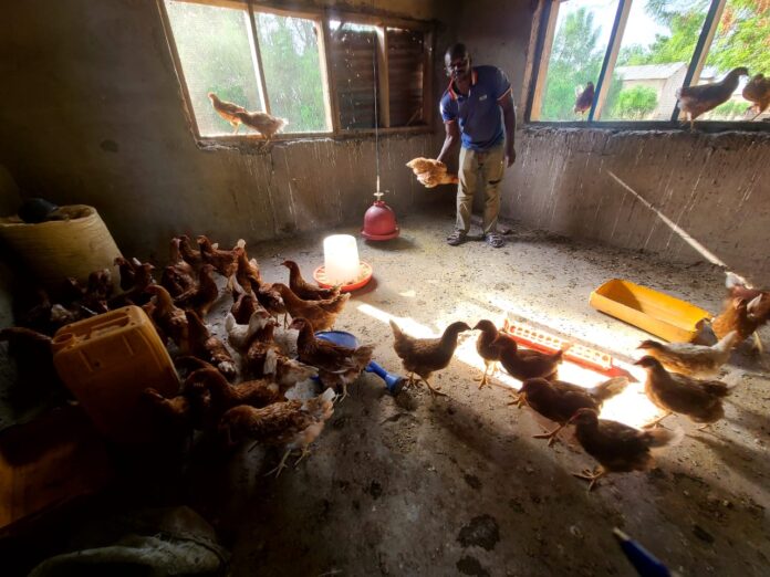 Beneficiaries' youth with birds and rabbits