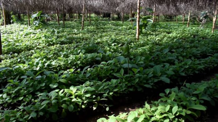 Environment Green Ghana Trees