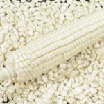 Maize seeds