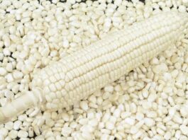 Maize seeds