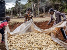 Gathering maize in Kenya. ©FAO/Luis Tato