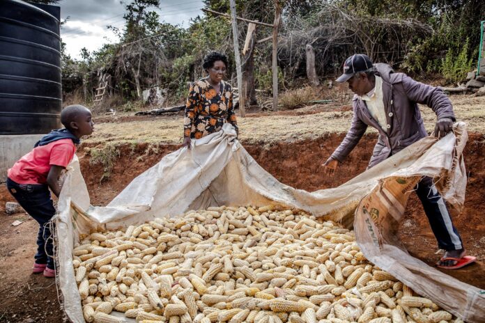 Gathering maize in Kenya. ©FAO/Luis Tato